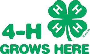 4-H clover